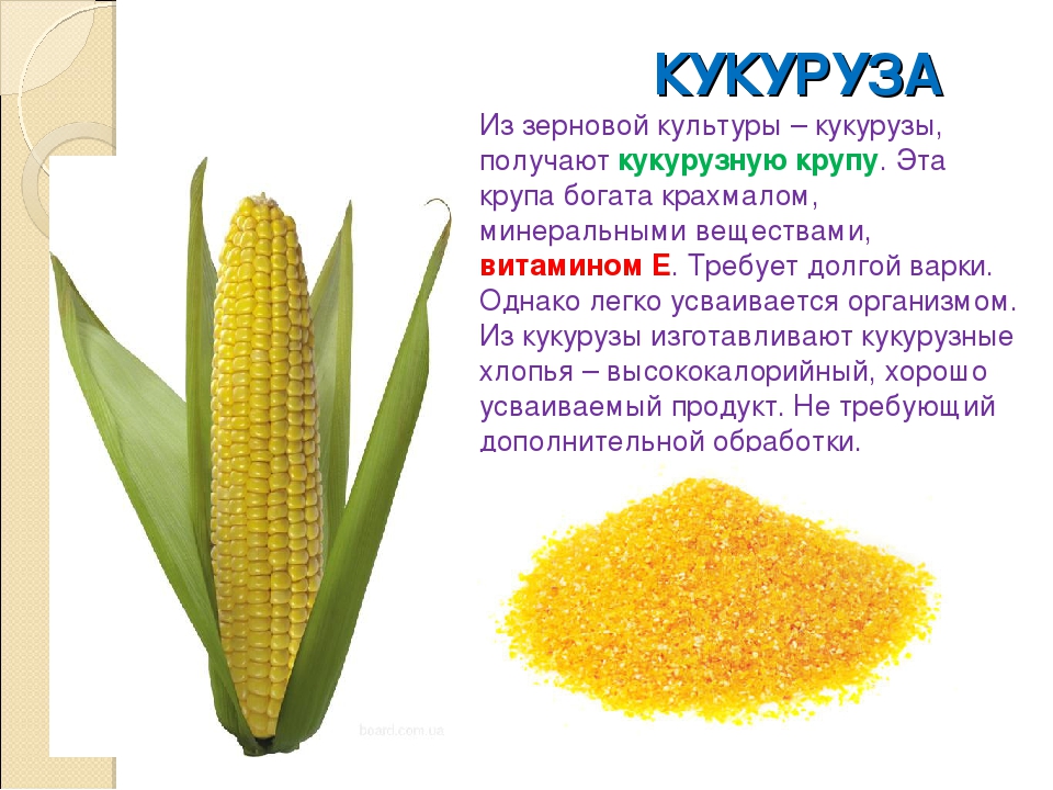 Кукуруза какая культура зерновая