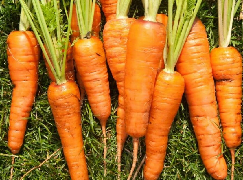 Морковь: описание, посадка в открытый грунт, уход, подкормка (фото & видео) +отзывы