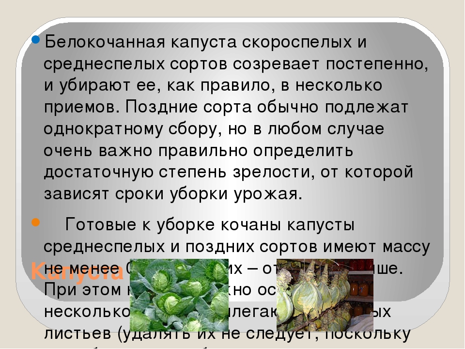 Как понять что капуста. Технологии ухода за растениями, сбора и хранения урожая. Капуста белокочанная класс. Технология возделывания раннеспелых сортов капусты. Капуста белокочанная порядок.