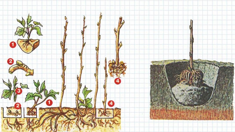 Как быстро размножить ремонтантную малину, способы и сроки заготовки черенков
