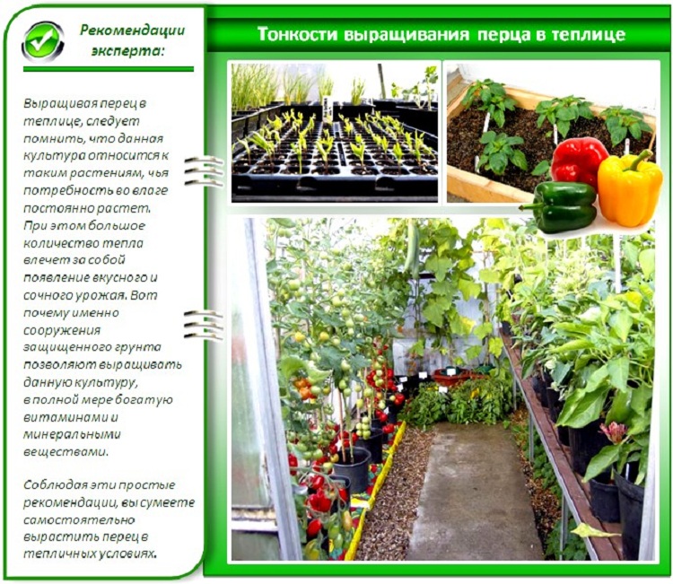 Как сажать помидоры: лучшие способы посадки и правила выращивания в теплице и в открытом грунте (115 фото)