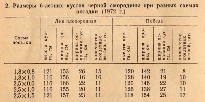 Схема посадки смородины черной друг от друга