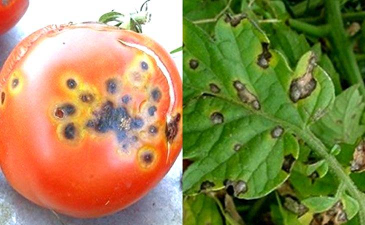 Способы лечения и описание альтернариоза томатов: фото сухой пятнистости, причины появления недуга