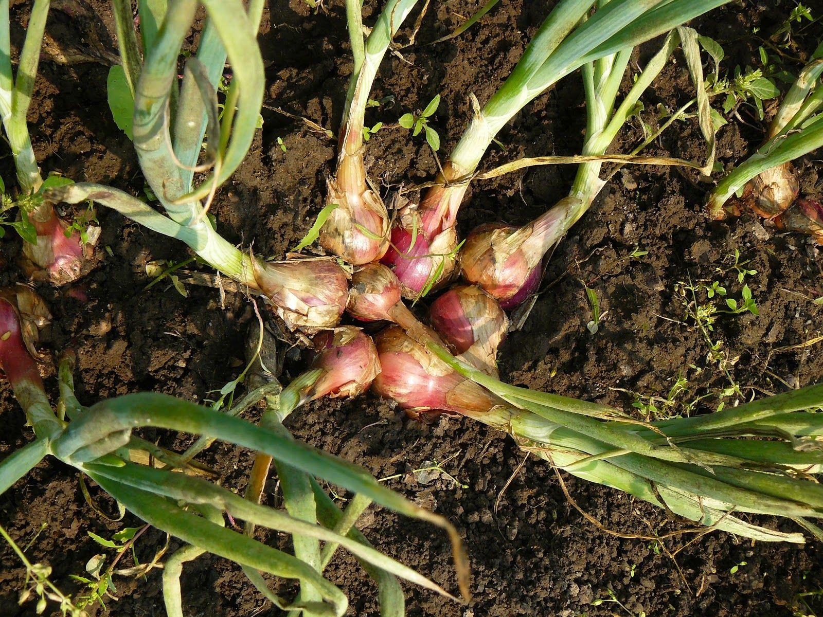 Лук-шалот: выращивание из семян, посадка и уход в открытом грунте, фото