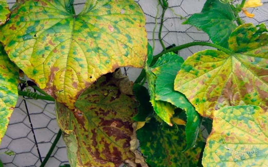 Почему желтеют листья у тыквы в открытом грунте: методы борьбы и причины болезни