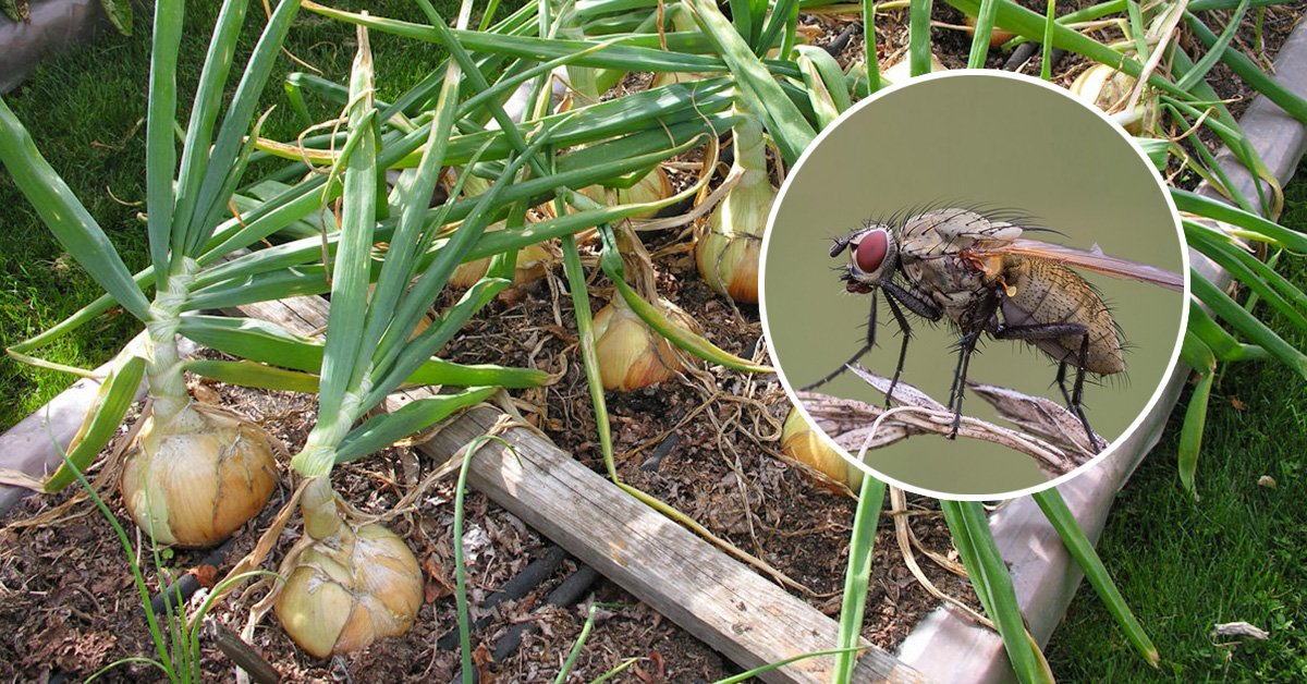 Луковая муха, борьба с вредителем народными и химическими средствами
