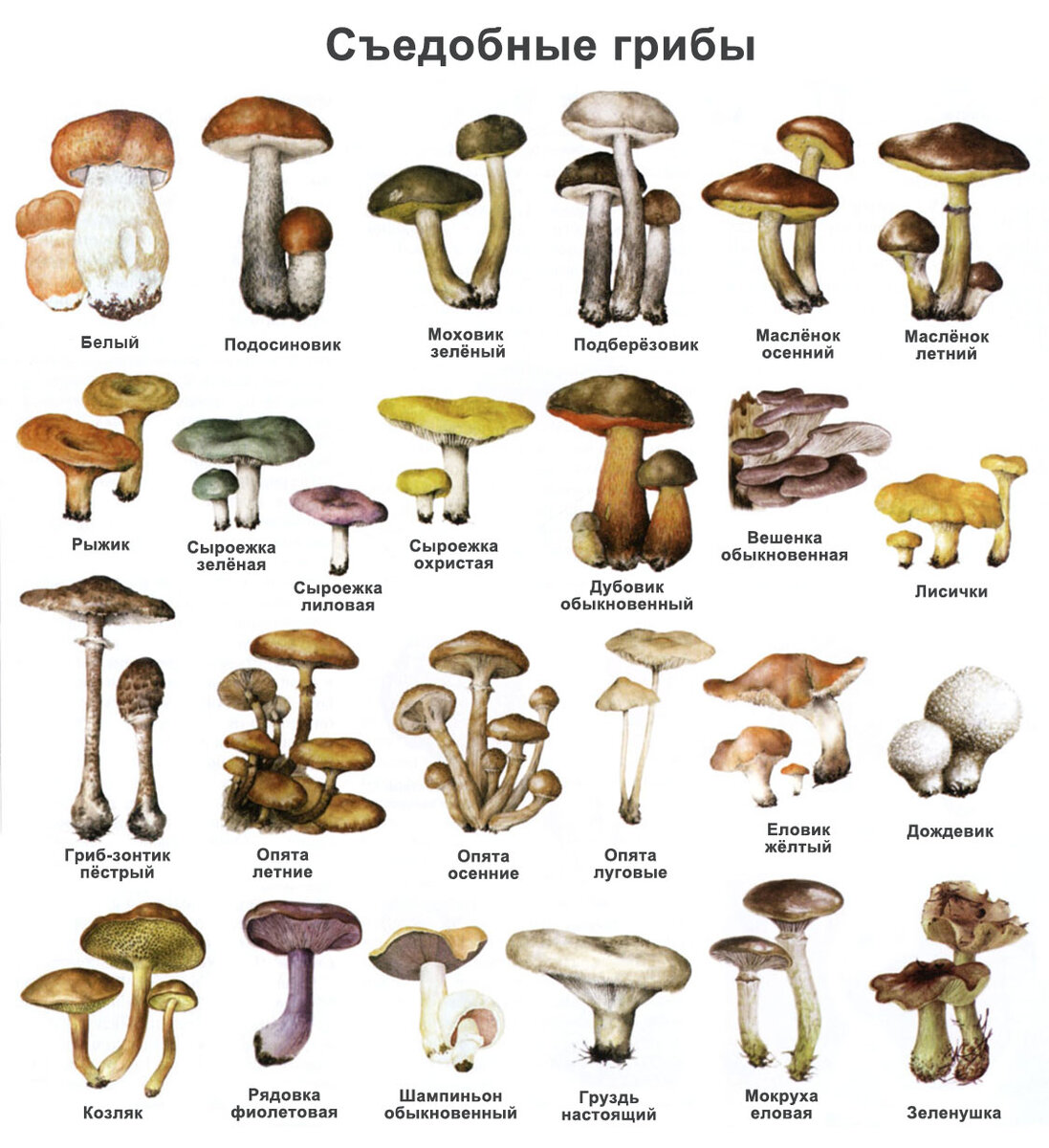 Съедобные и ядовитые грибы саратовской области — фото и название