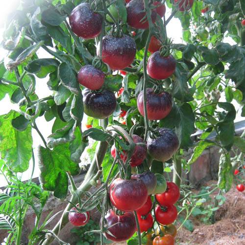 Особенности выращивания помидоров аметистовая драгоценность