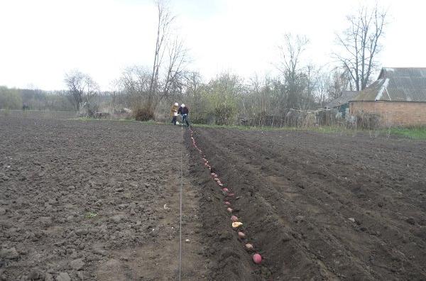 Подготовка картофеля к посадке весной когда доставать чем обработать пере посадкой