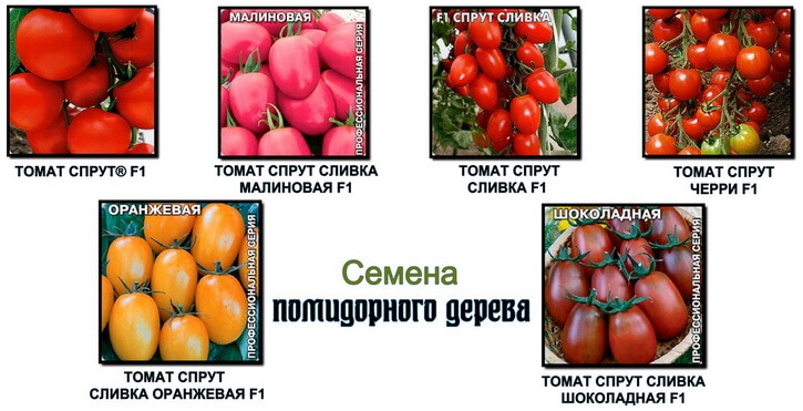 Томат "спрут сливка f1": особенности томатного дерева, характеристика и фото русский фермер