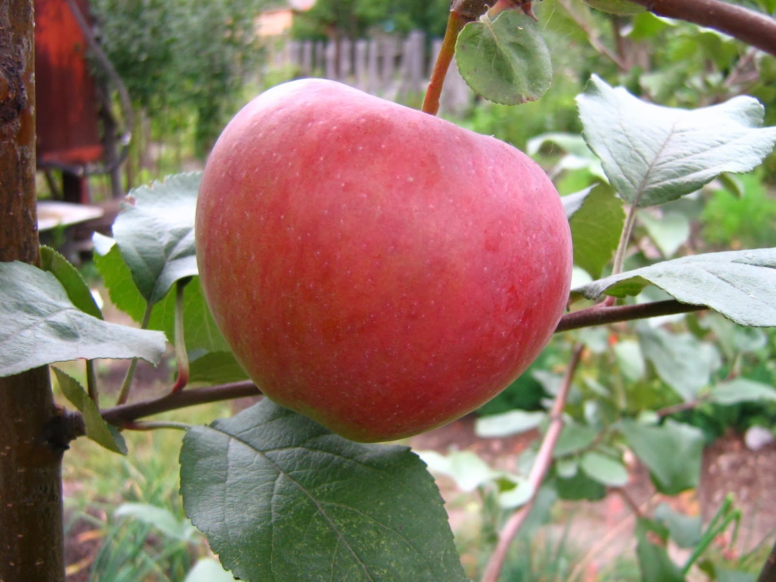 Осенний сорт яблоня коричное полосатое: фото, выращивание на участке