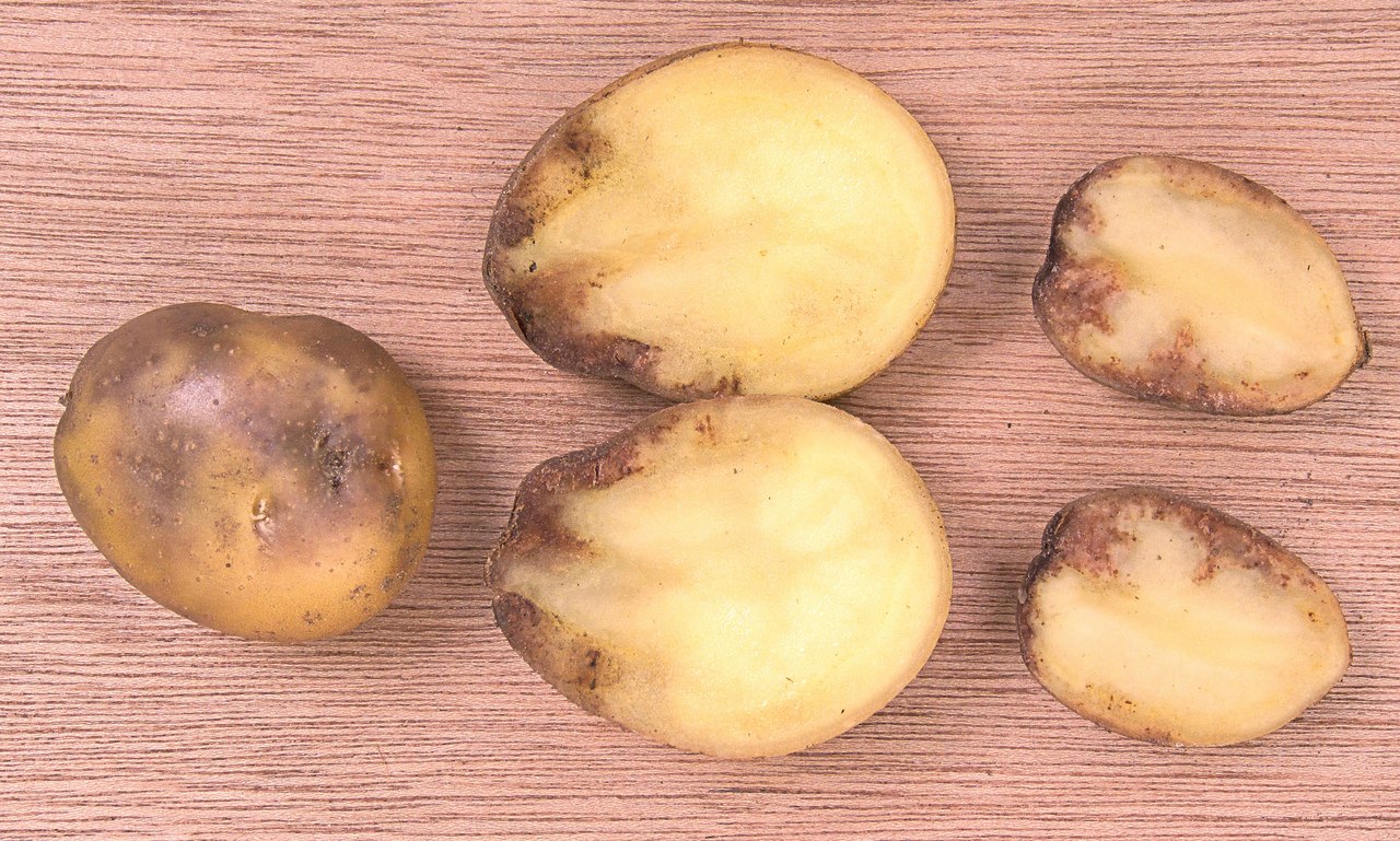 Причины, почему не цветет картофель, и что нужно делать, чтобы был хороший урожай