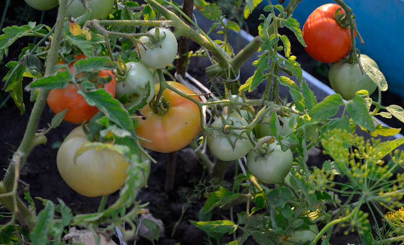 Мой огород 3. моя коллекция крупноплодных томатов