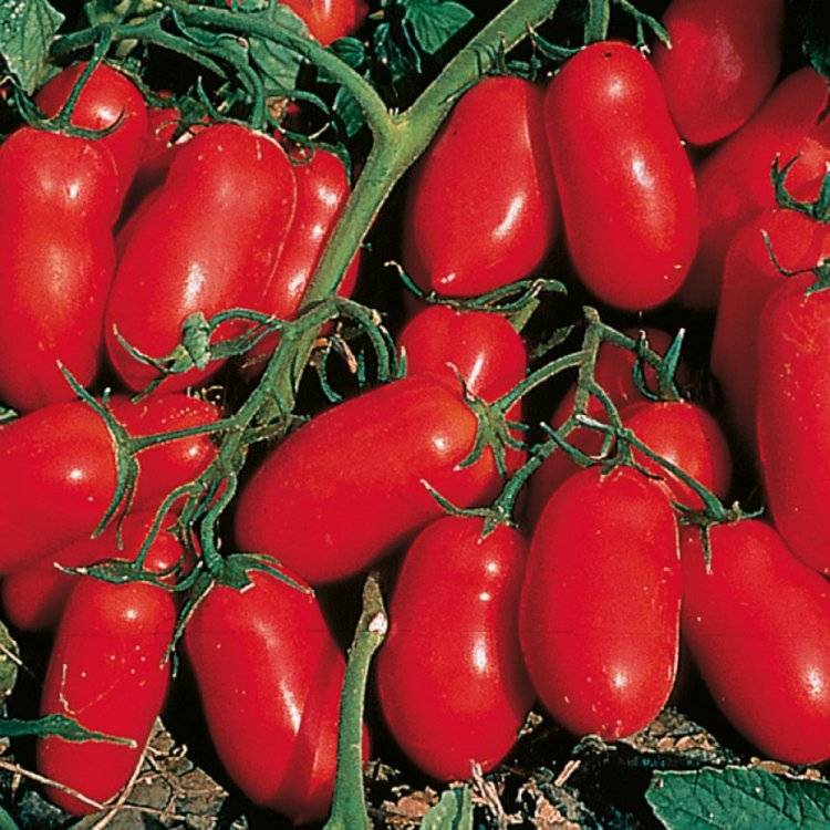 Томат «ричи» f1: описание сорта и рекомендации по выращиванию помидоры русский фермер