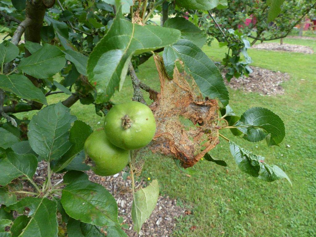 Паутинный клещ на яблоне: как избавиться от вредителя и чем обработать деревья для профилактики