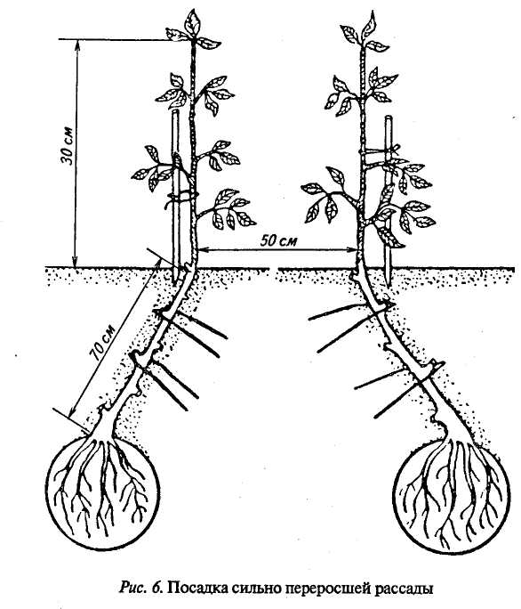 Размер корневой системы огурцов