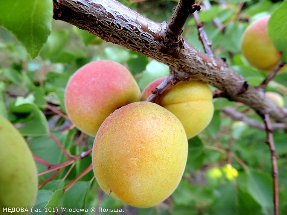Особенности выращивания ананасного абрикоса шалах