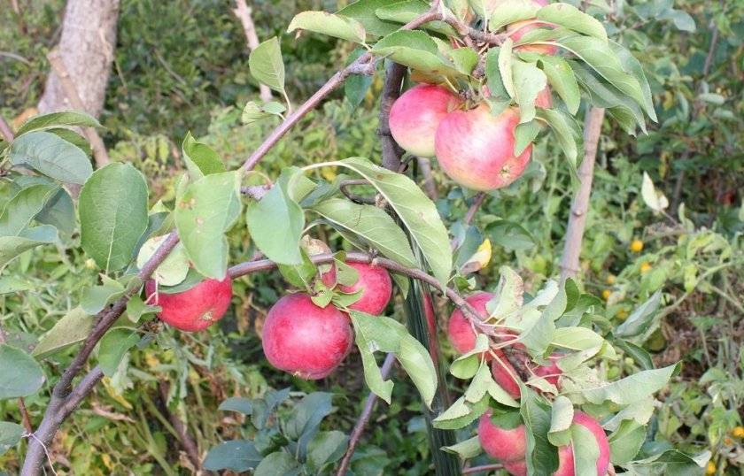 Агротехника яблони