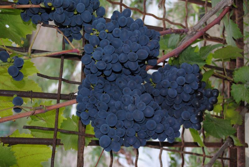 Описание винограда сорта «агат донской»: характеристики, фото, отзывы садоводов