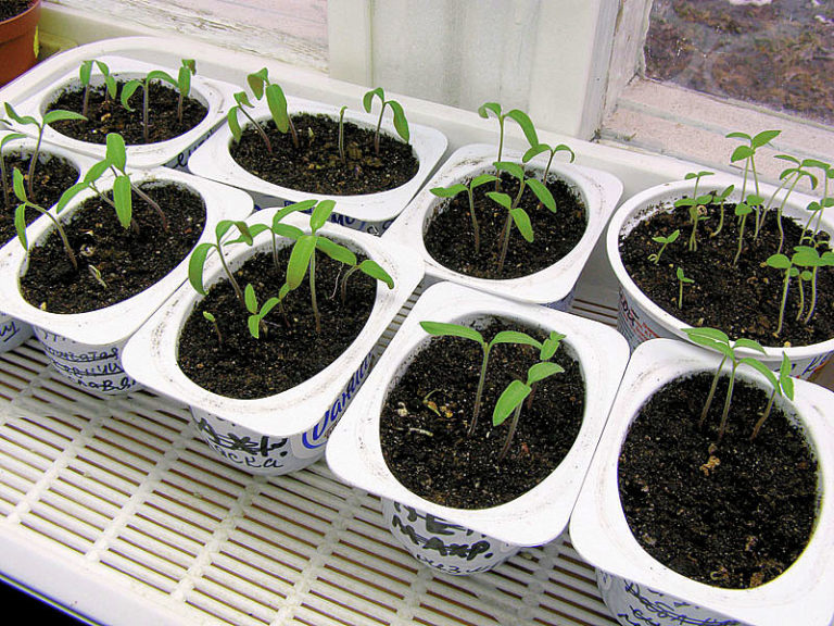 При каких условиях всходят семена томатов и как ухаживать за сеянцами