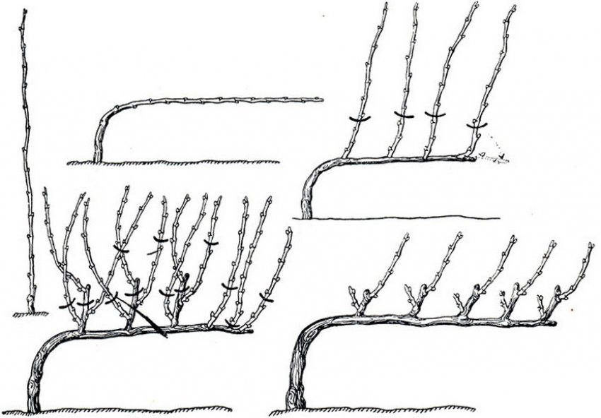 Виноград "изабелла" : посадка и уход, подробная инструкция по обрезке и размножению черенками