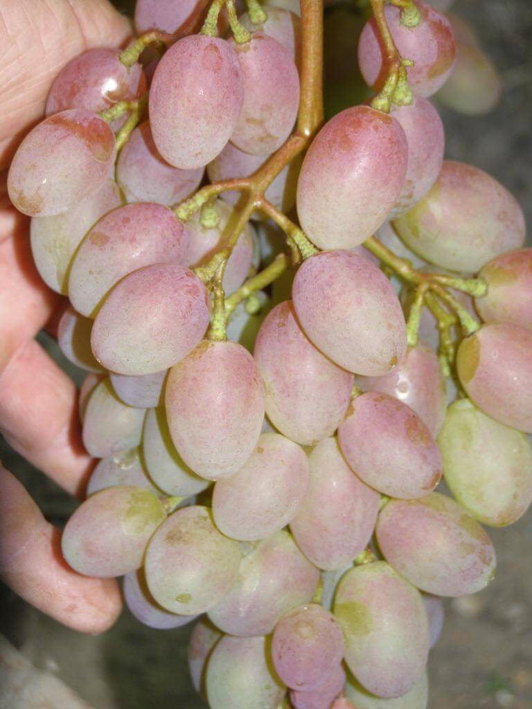 Виноград румба, описание сорта, особенности выращивания