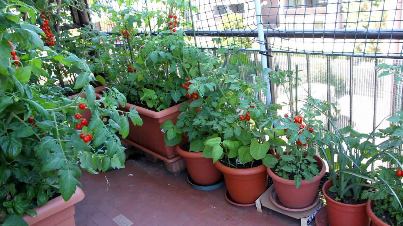 Как выращивать помидоры и огурцы на балконе или подоконнике городской квартиры: как посадить и затем ухаживать за этими овощами в домашних условиях? русский фермер