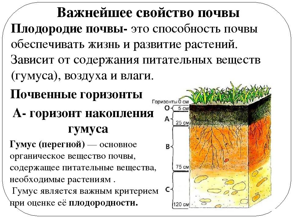 Пять шагов для повышения плодородия почвы — agroxxi
