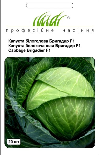 Лучшие сорта капусты брокколи: описание с фото для разных регионов и сроков созревания