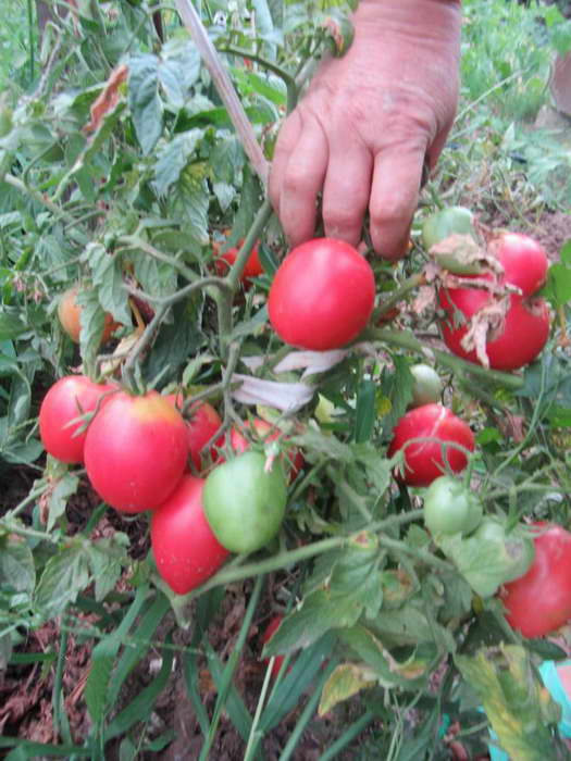 Характеристика томата Кемеровец и рекомендации по размножению сорта