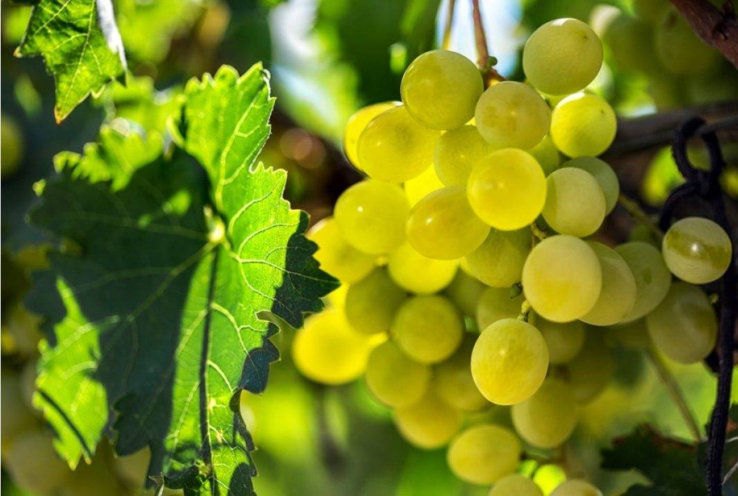 ?гарольд»: сверхранний виноград