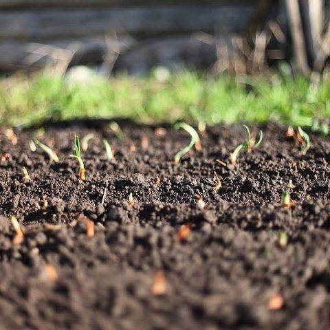Масличная редька: фото, применение, технология возделывания, а также когда сеять семена, нужно ли перекапывать сидерат осенью, садить ли на зиму для удобрения?