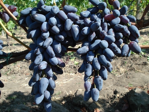 Сорт памяти негруля: характеристика винограда и особенности выращивания