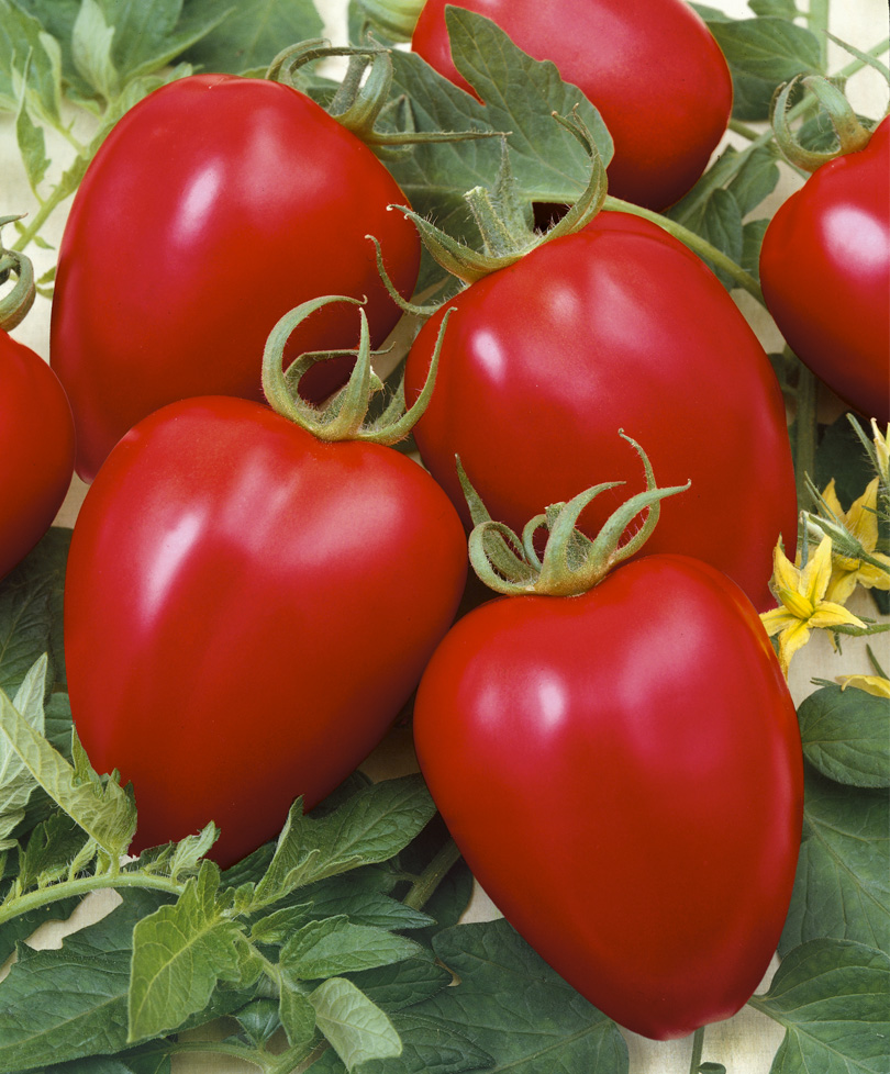Описание гибридного томата Бонапарт, культивирование и выращивание рассады