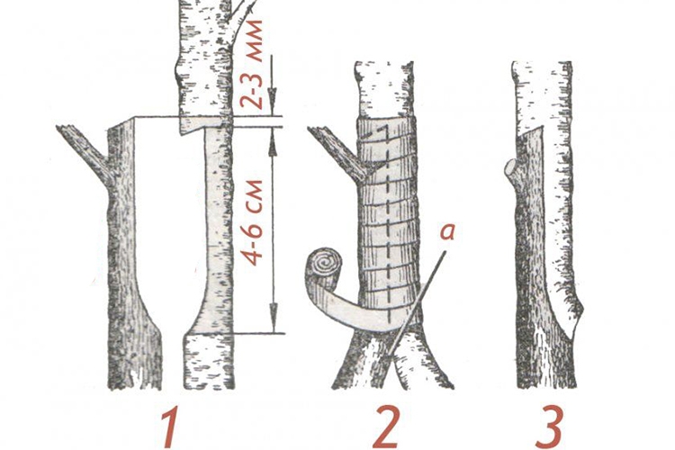 Как привить плодовое дерево окулировкой (почкой, глазком) летом: пошаговая инструкция для новичков