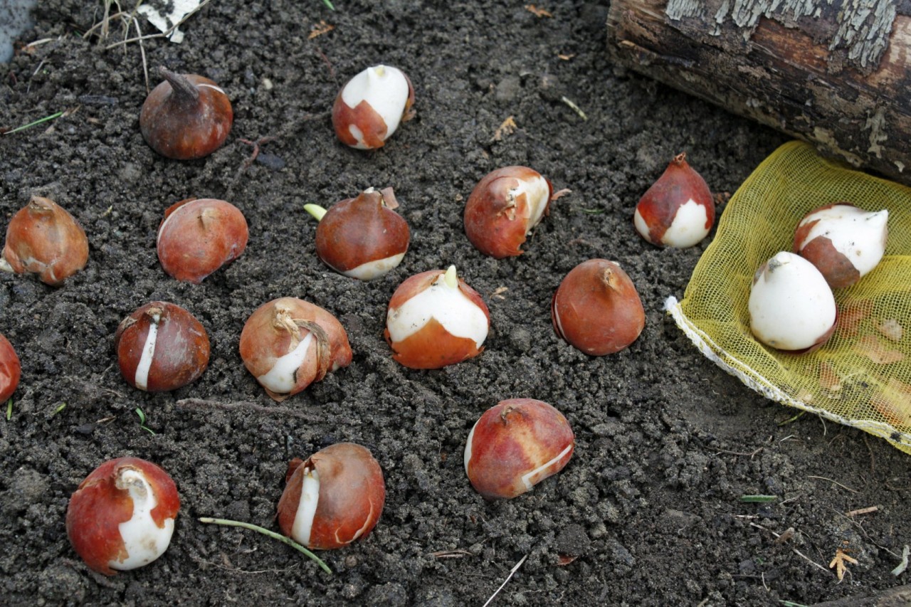 Как сохранить зимой луковицы тюльпанов
