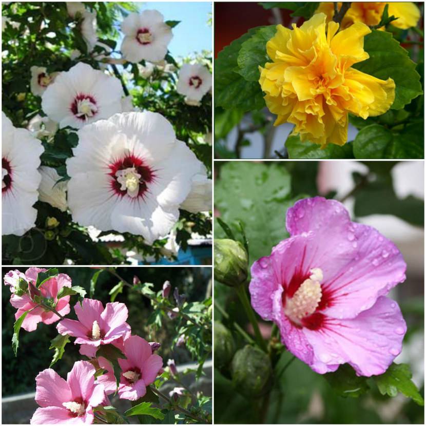 Посадка и уход за гибискусом сирийским в открытом грунте: особенности выращивания, размножения, проведение обрезки весной, а также болезни и вредители, фото цветка русский фермер