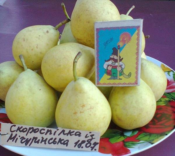 Скороспелка из мичуринска груша описание сорта