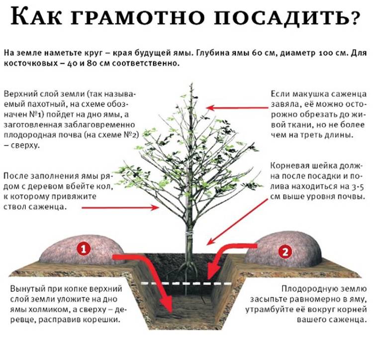 Абрикос сибиряк байкалова: описание сорта, особенности выращивания, отзывы