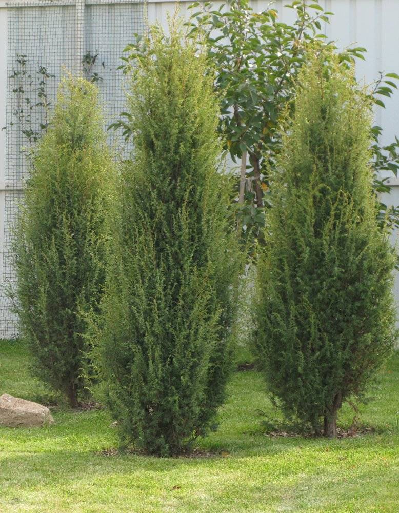 Можжевельник китайский спартан (juniperus chinensis spartan)