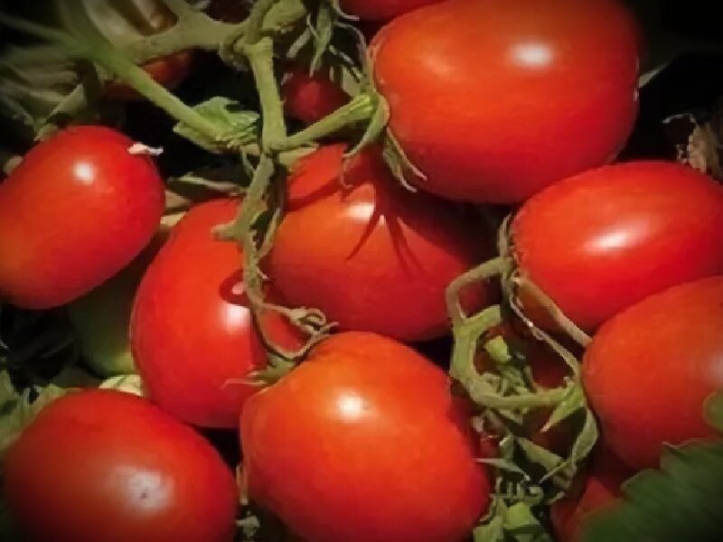 Томат баловень судьбы: характеристика и описание сорта, отзывы об урожайности помидоров от фирмы сибирский сад