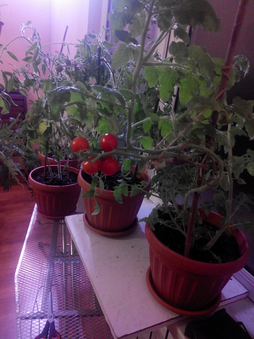 Комнатные помидоры: лучшие сорта для выращивания на подоконнике