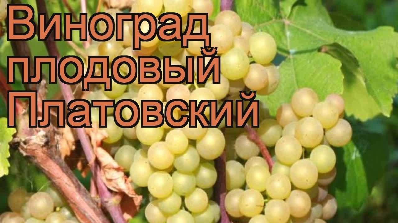 Выращиваем виноград платовский: практические рекомендации по посадке, обрезке и уходу