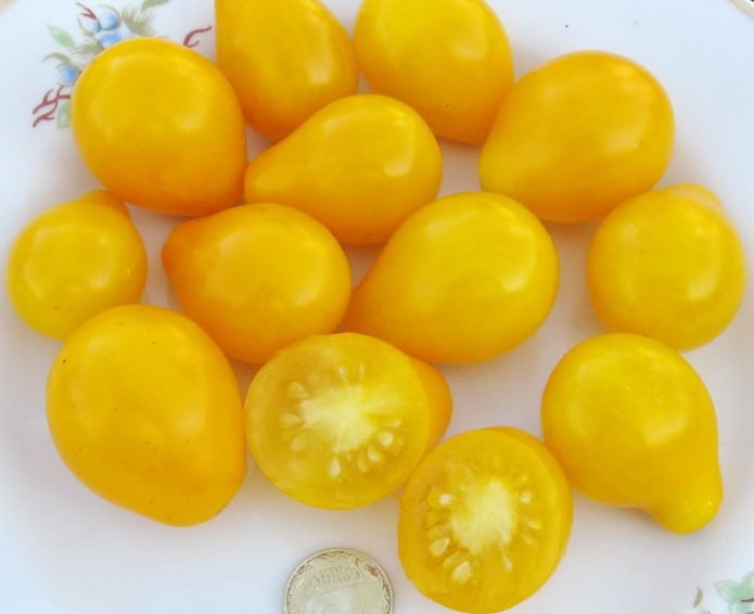 Секреты выращивания помидоров «медовая капля»