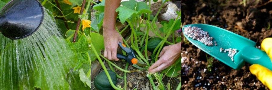 Чем подкормить тыкву в открытом грунте: обзор удобрений