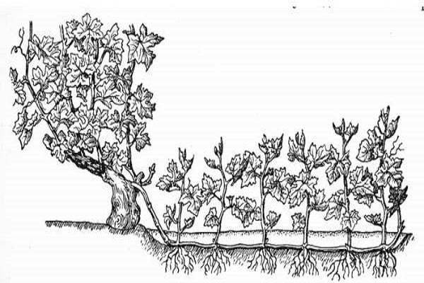 Инструкция, как размножить виноград отводками весной, летом и осенью