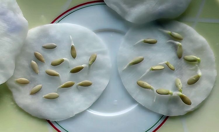 Как замочить семена огурцов перед посадкой: зачем проращивать семена и как это делается правильно (115 фото + видео)