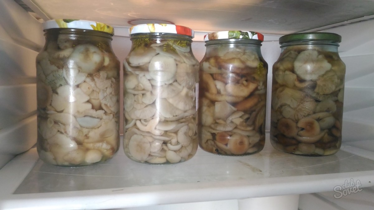 Как готовить на зиму соленые и маринованные волнушки: рецепты приготовления грибов в банках