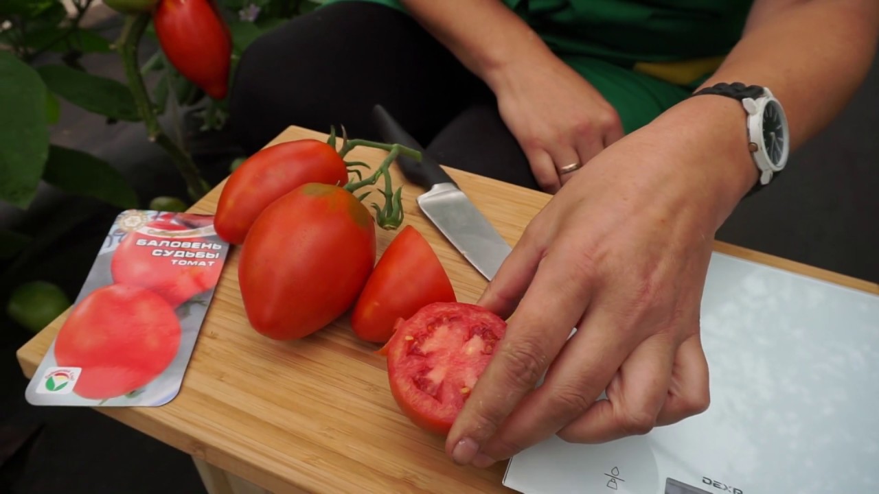 Описание сорта томата баловень судьбы и правила выращивания - всё про сады
