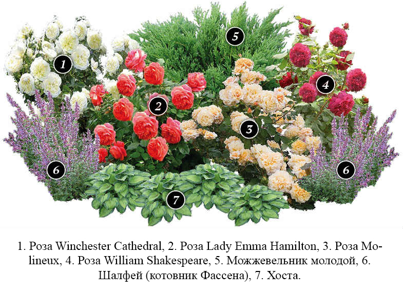 Клумба с розами: оформление, схема и сочетание. что можно посадить вместе с ними? фото